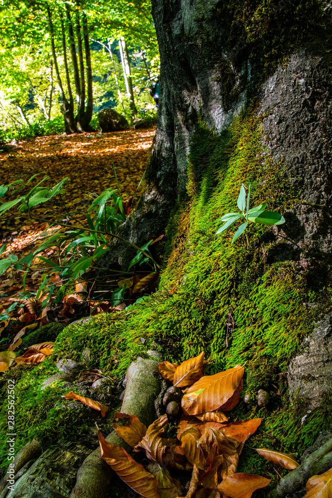 Obraz premium autumn leaves