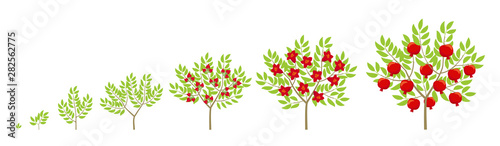 Pomegranate tree growth stages. Ripening period punica granatum progression. Granate bush life cycle animation plant phases.