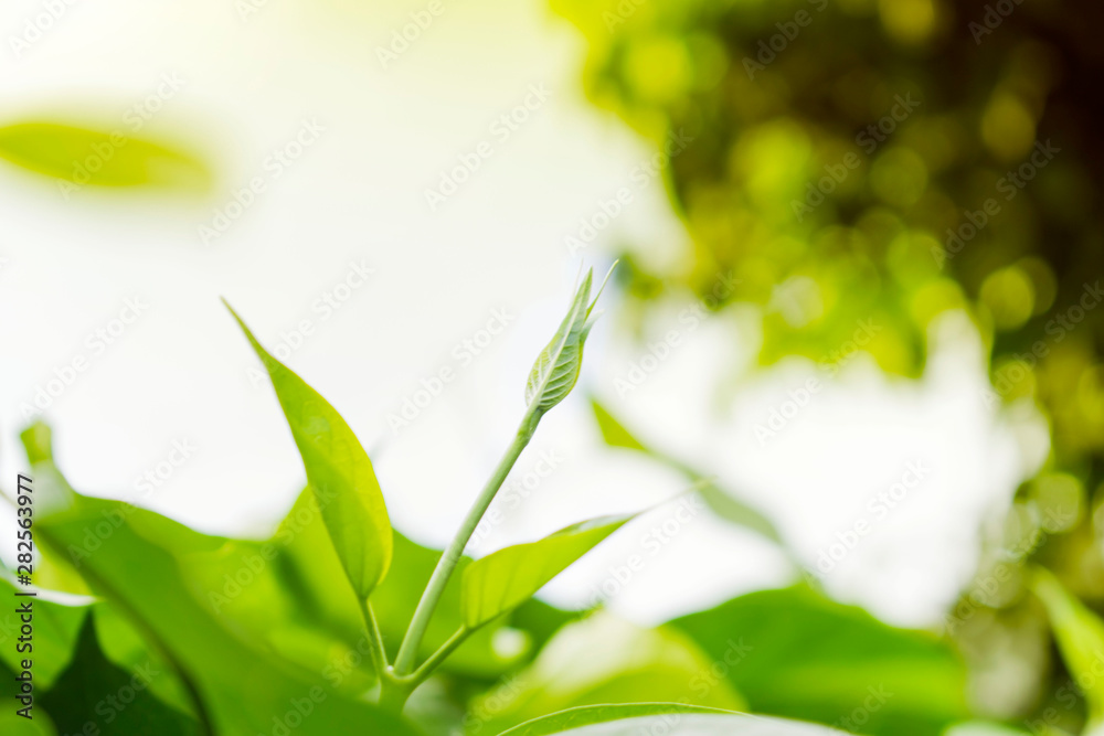 Green wood shoots Small leaves on the back, blurred Green wood shoots Small leaves on the back, blurred
