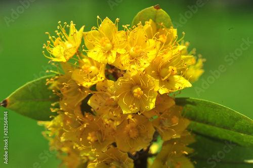 Yellow star flowers or Schoutenia glomerata King subsp.peregrina (Craib) Roekm photo