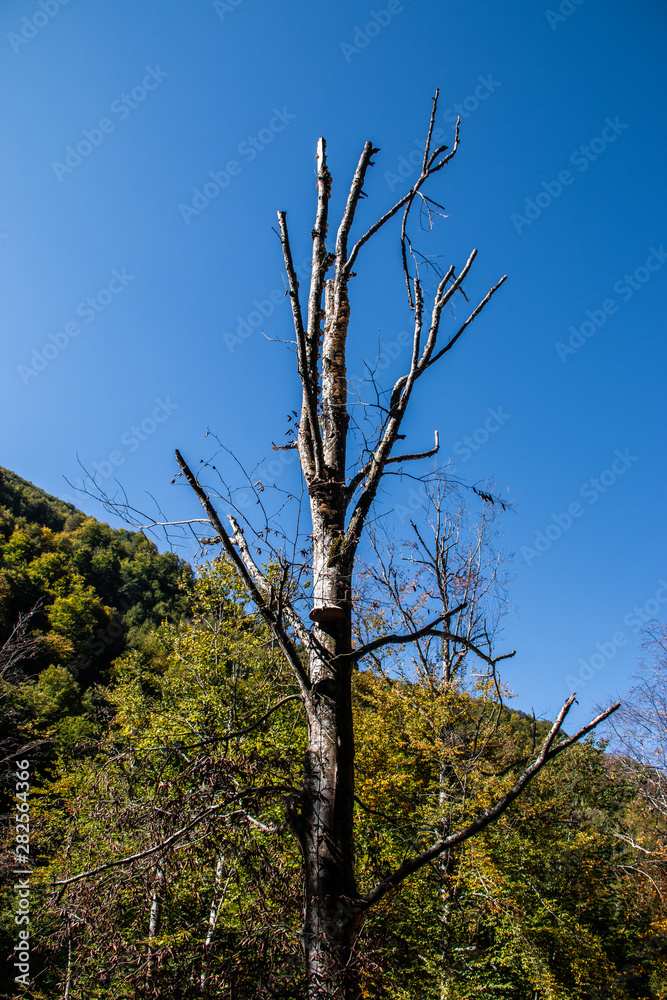 Obraz premium autumn leaves