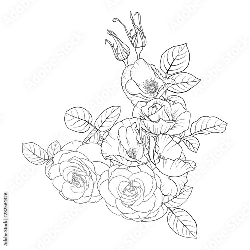 vector drawing flowers of roses