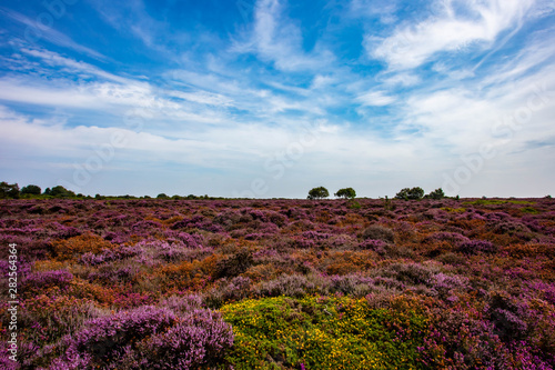 Schilderij op canvas The Purple Heather on Dunwich Heath Suffolk UK