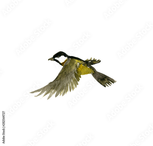 watercolor flying bird