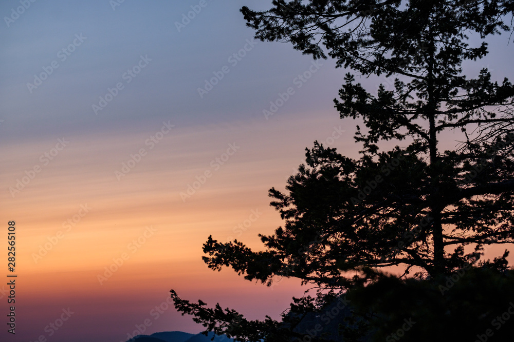 splendid gradient colourful sky at sunset with blue, pink to orange colour behind silhouette of pine tree splendid gradient colourful sky at sunset with blue, pink to orange colour behind silhouette of pine tree