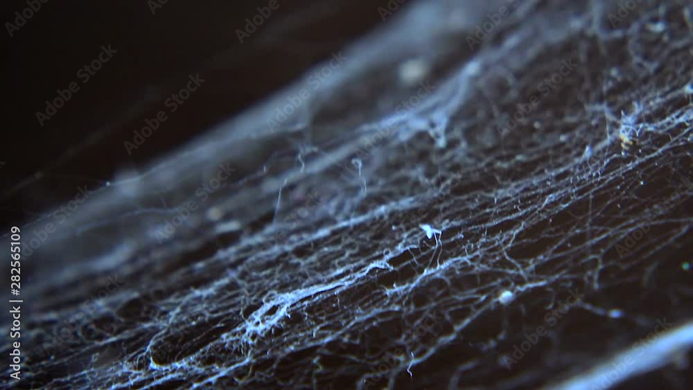 Cobweb or spider web in ancient thai house window lighting