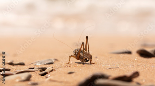 grasshopper, large locust on the seashore