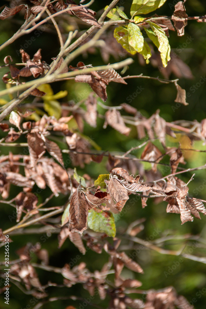 autumn leaves