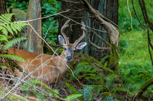 a male deer hiding behind branches in the forest staring at your way