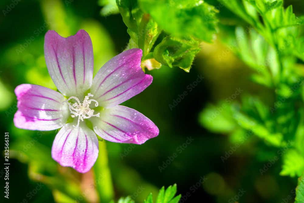 Pink flower (geranium)  isolated on green background