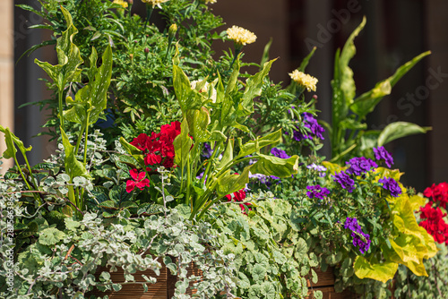 nice flowers in the containers