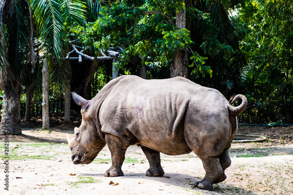 Naklejka premium Portrait of cute male bull Rhino or Rhinoceros. The concept of animals in the zoo
