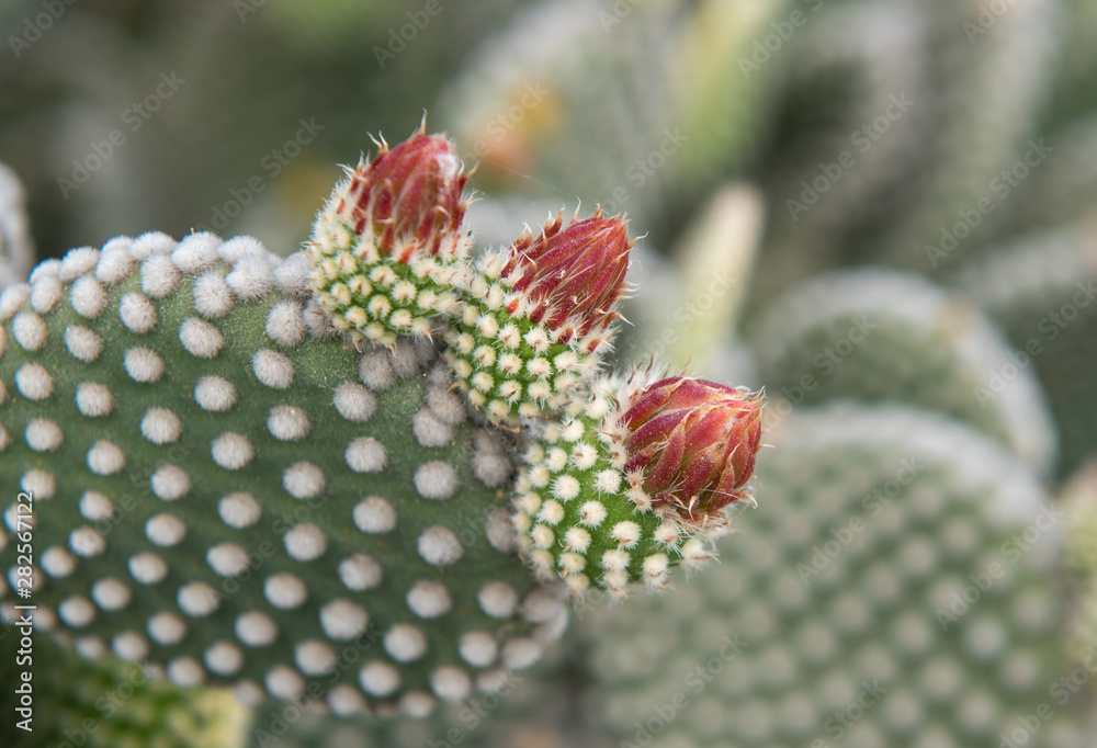Prickly pear fruits on a cactus Prickly pear fruits on a cactus