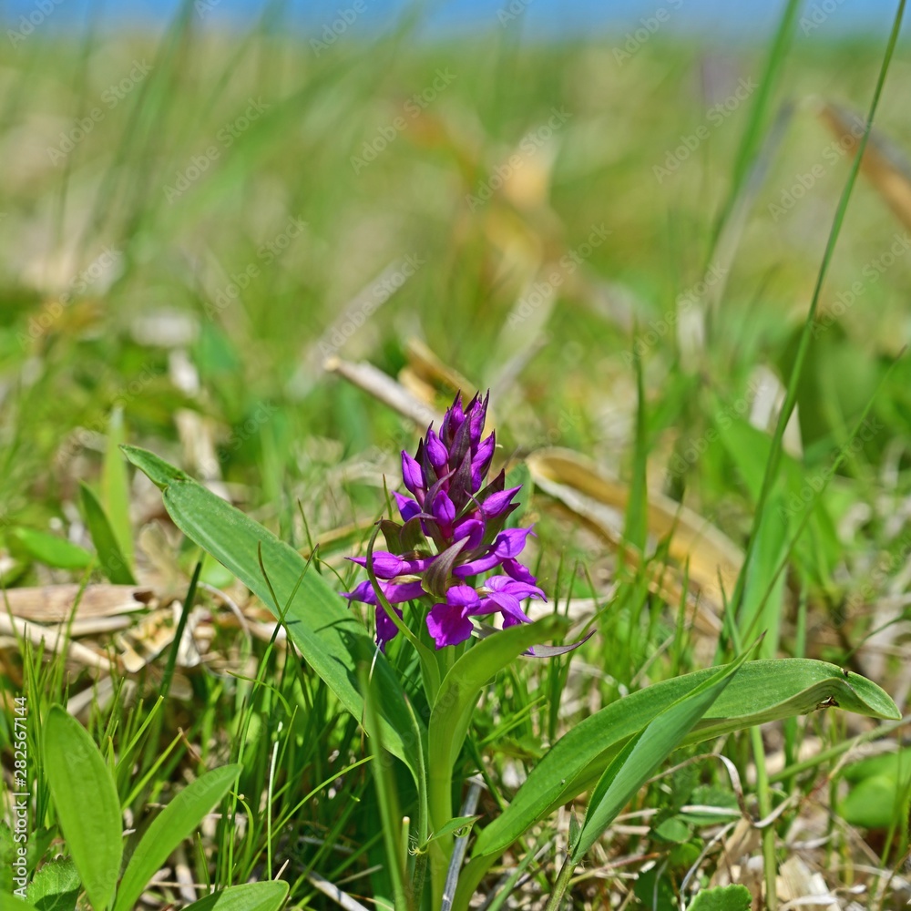 落石岬で見た可憐な紫色の花 根室 北海道stock Photo Adobe Stock 落石岬で見た可憐な紫色の花 根室 北海道stock Photo Adobe Stock