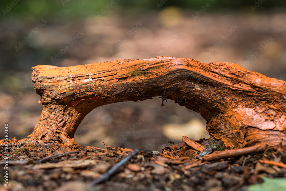 Fototapeta premium tree roots pop out of the ground like a tiny arch inside forest 