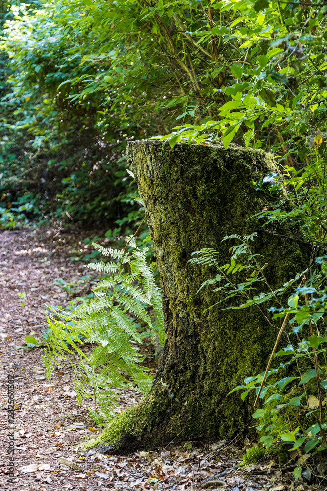 Fototapeta premium big tree trunk on the wood chip filled road side covered with green mosses by the green bushes