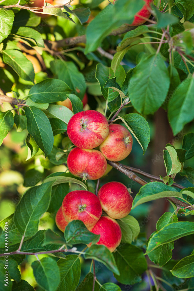 Obraz premium ripe apples on the branch