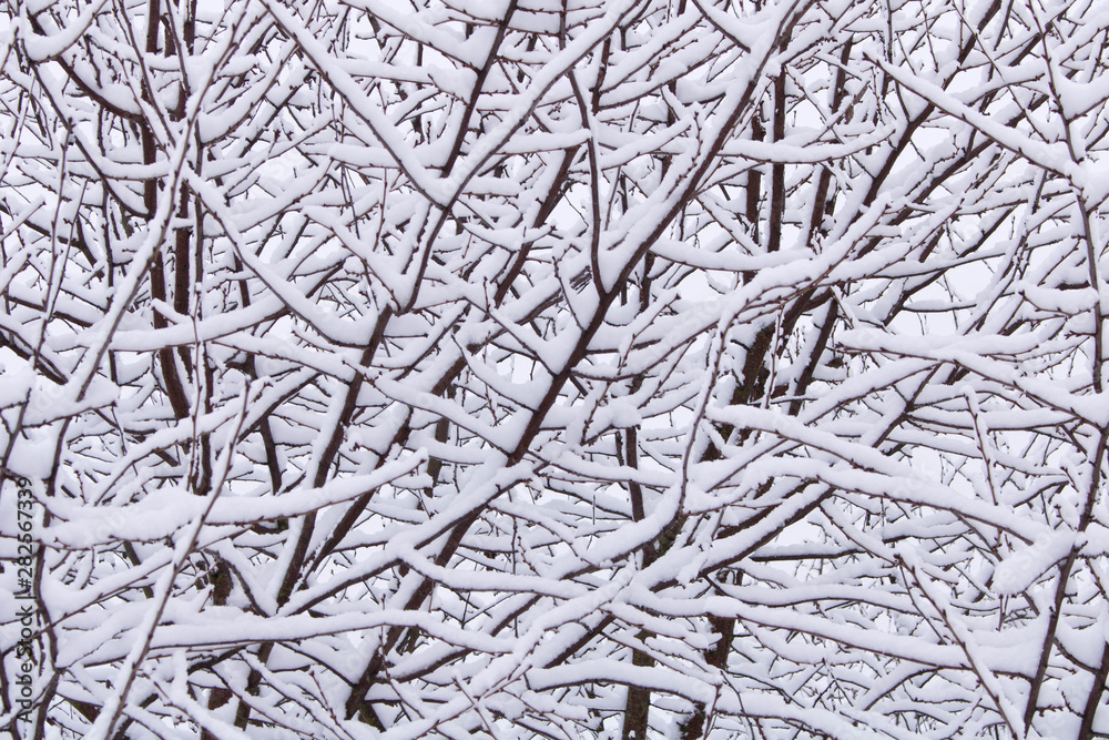 Abstract background image of tree branches in snow. The concept of winter Abstract background image of tree branches in snow. The concept of winter