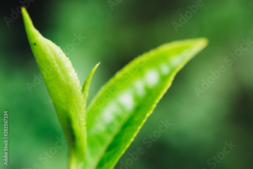 Green tea leaves in a tea plantation in morning. Macro photography.