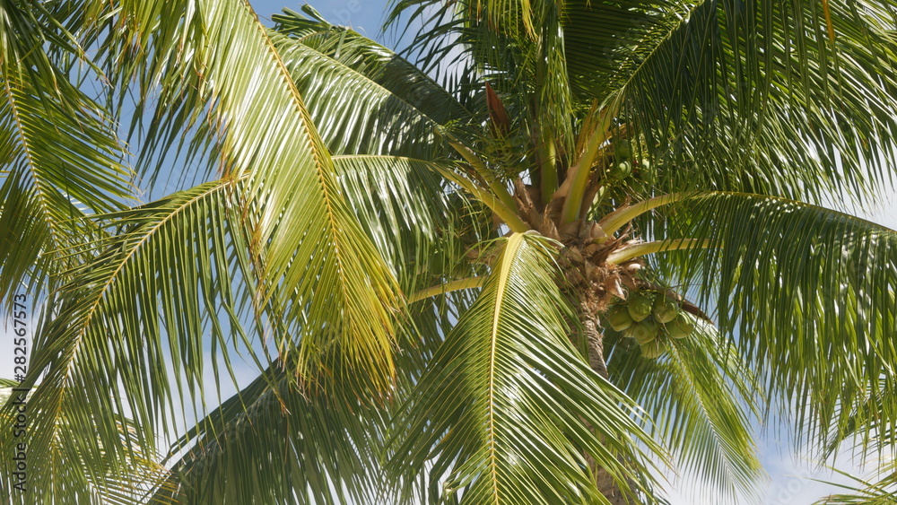 Fototapeta premium Palm trees in the tropical breeze