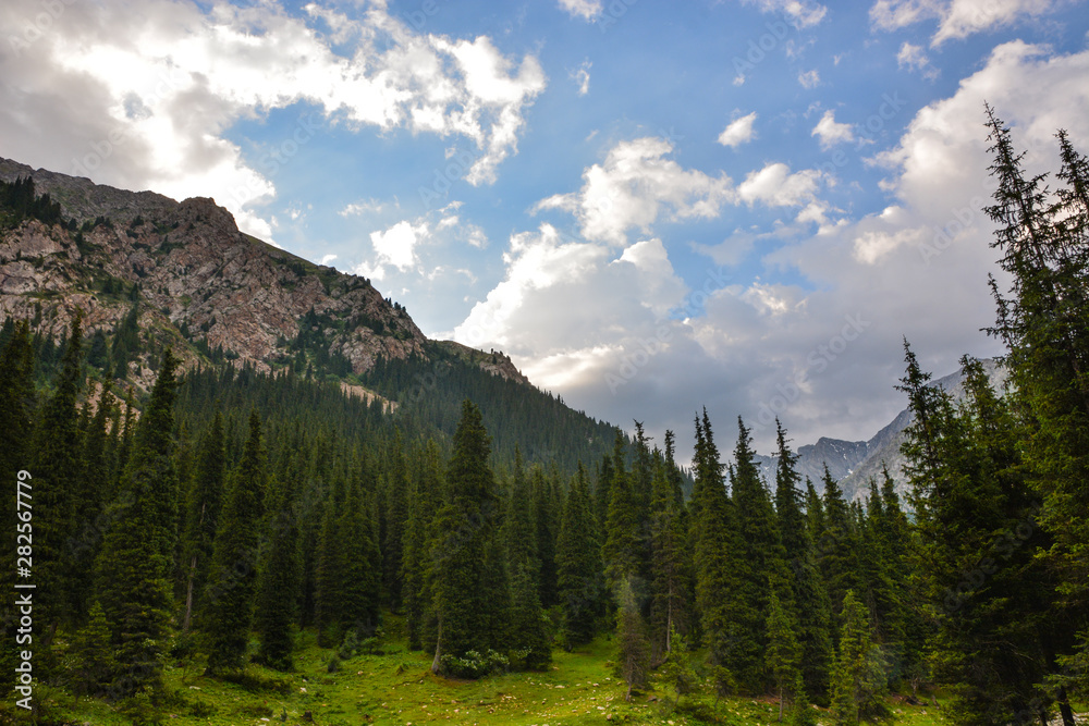 Beautiful landscape forest with rocks, fir trees and blue sky in mountains of Kyrgyzstan. Peaceful outdoor scene.