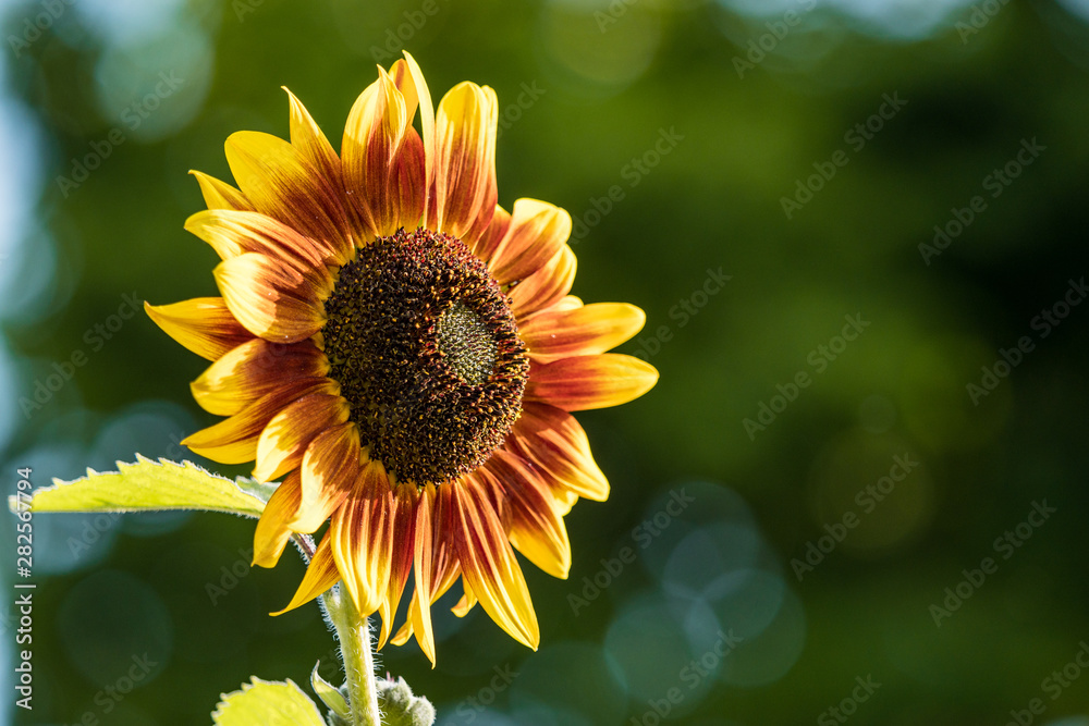 Naklejka premium single sunflower with orange to yellow gradient petals blooming in the field with blurry green background