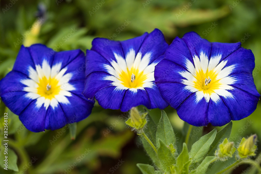 couple beautiful purple dwarf morning glory flower blooming in the garden with blurry green background couple beautiful purple dwarf morning glory flower blooming in the garden with blurry green background