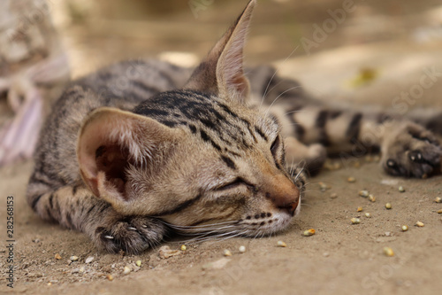 innocent cute brown kitten sleeping on land