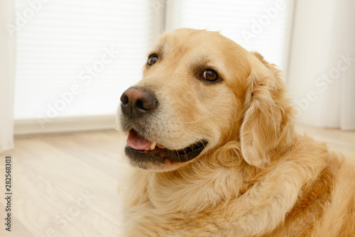 Fototapeta Naklejka Na Ścianę i Meble -  golden retriever dog looking  attentively