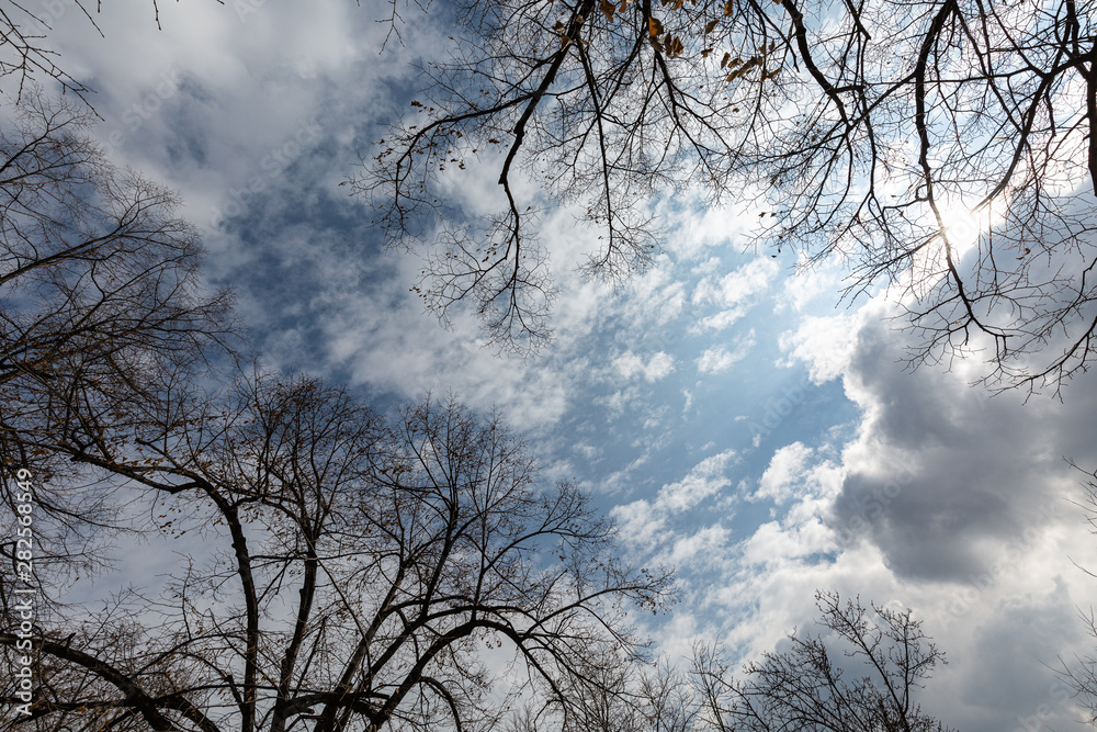 Sky, branches and clouds Sky, branches and clouds
