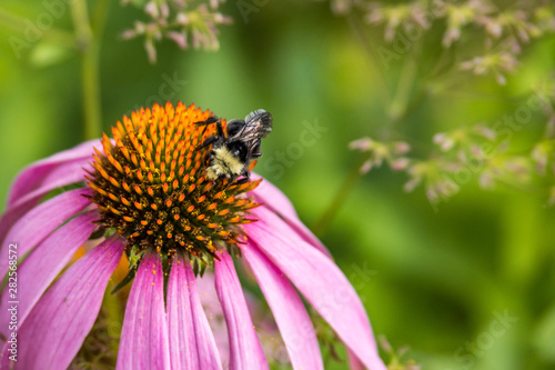close up of a bumble bee pollinating on top of the orange stamen of pink corn flower with blurry green background