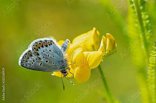 common blue on yellow horn clover