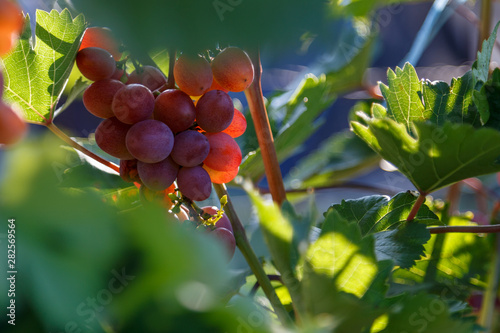 Ripe grape berries in green foliage in the sun.
