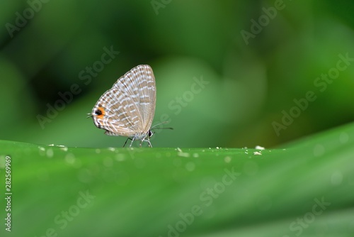 Butterfly (Jamides alecto dromicus) White corrugated butterfly. 