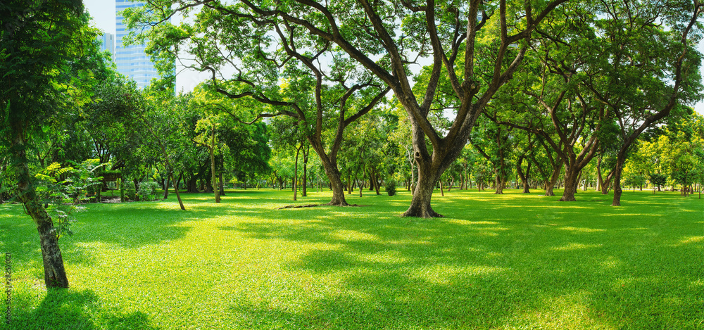 Green lawn in the morning with sunshine and shadows. Natural background in the city