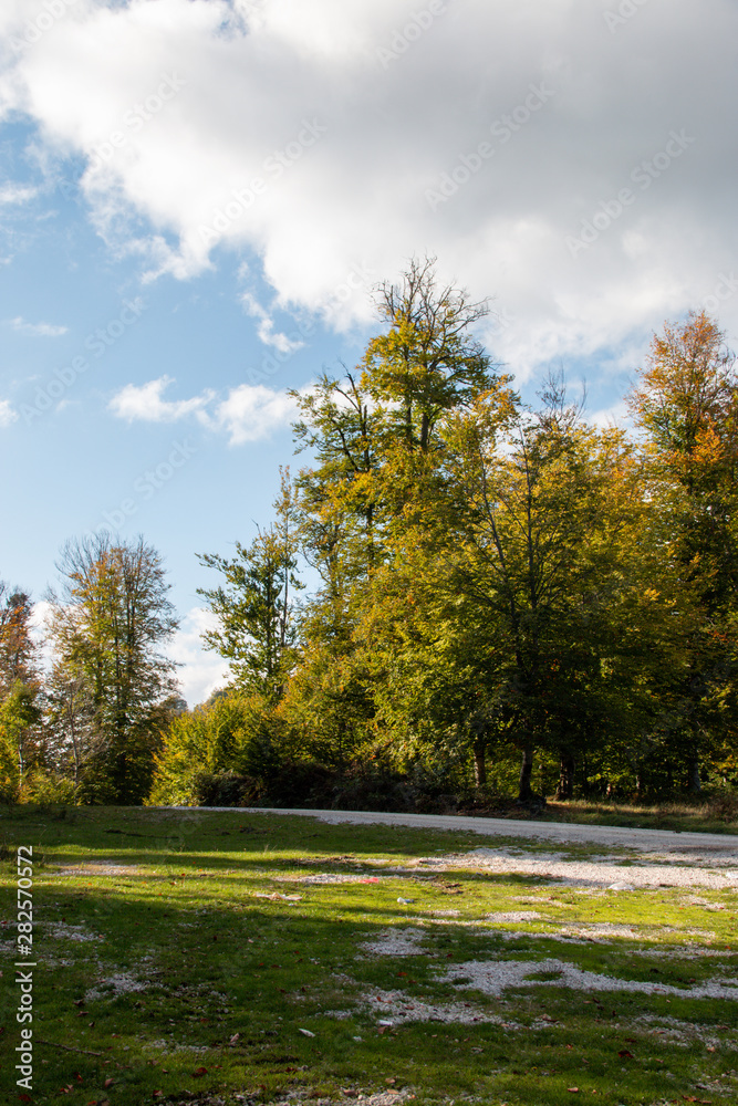 Naklejka premium tree in the forest