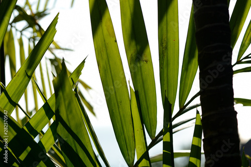 Leaves of palm on a background of bright sky close-up. Tropical background