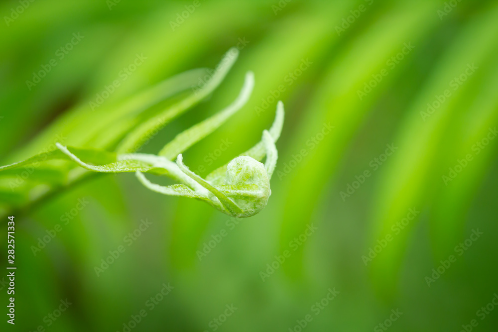 Obraz premium Beautiful ferns leaves green foliage natural floral fern background in sunlight.