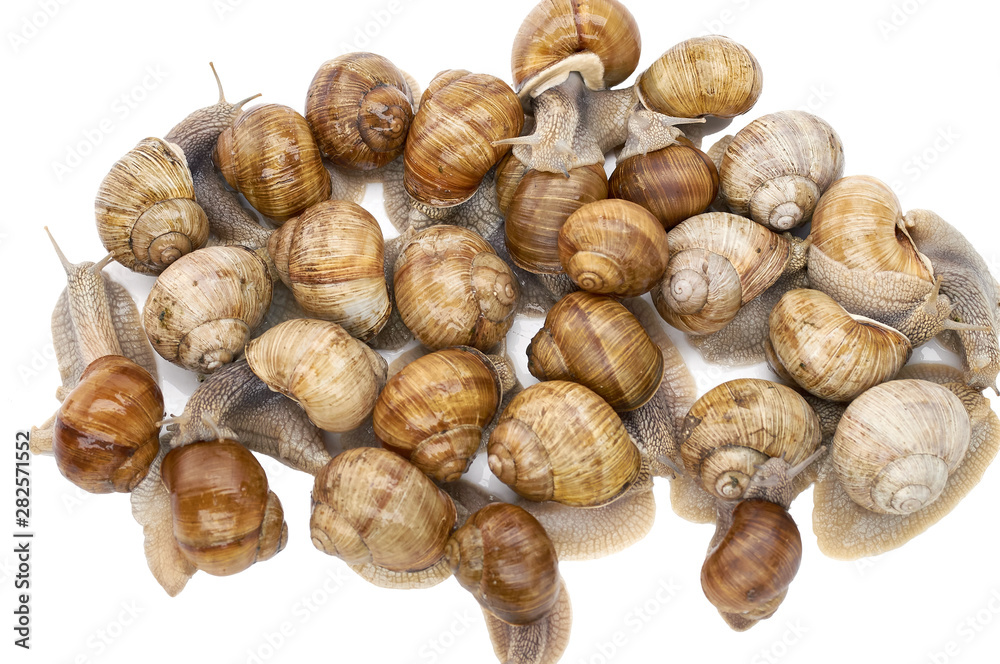 many grape snails - gastropod clam on a white background many grape snails - gastropod clam on a white background