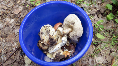 Small bucket with a lot of tasty editable mushrooms