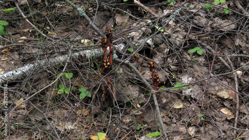 Macro photo ios plants in mixted forest