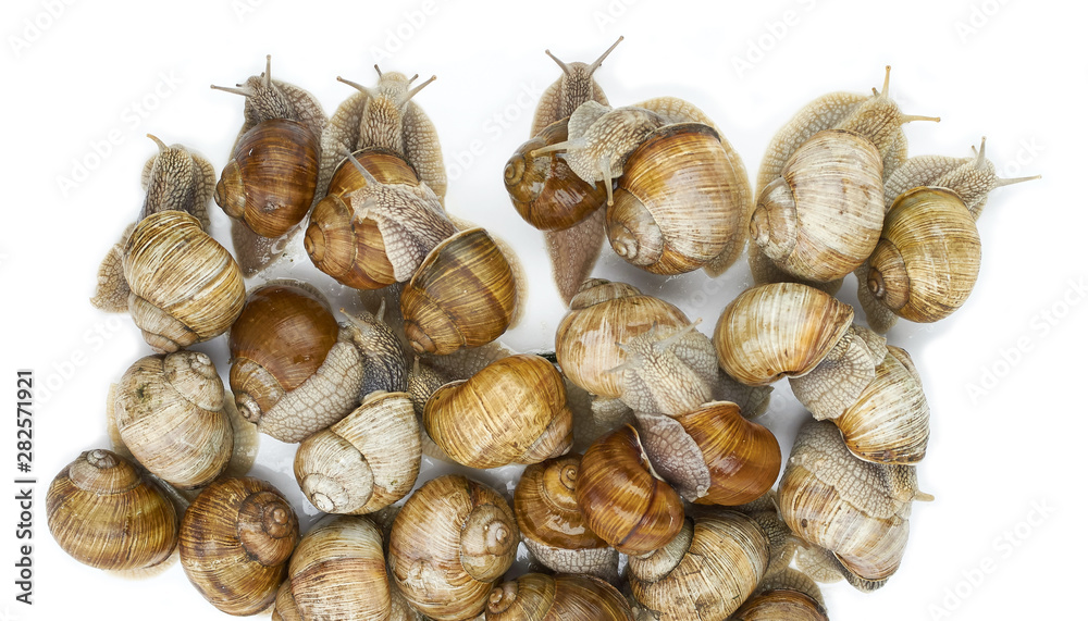 many grape snails - gastropod clam on a white background many grape snails - gastropod clam on a white background