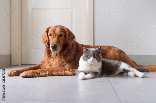 British shorthair and golden retriever friendly