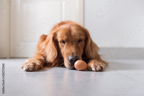 Golden retriever squatting on the floor looking at eggs
