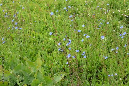 Flowers field