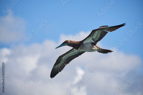 Brown Booby flying with blue skies