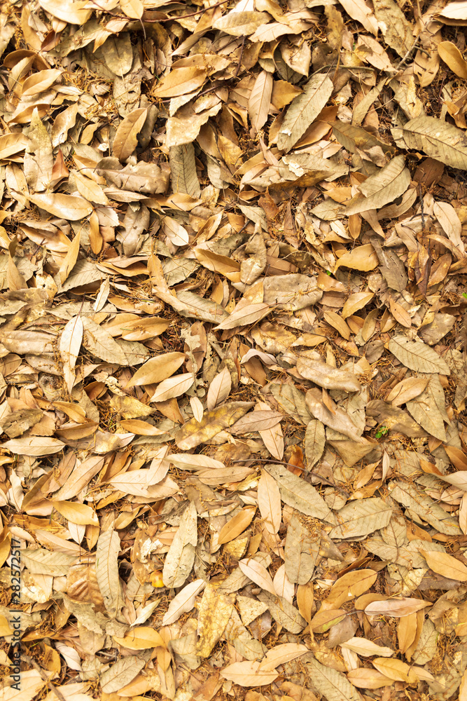 Orange leaves on the ground surface in the park Orange leaves on the ground surface in the park