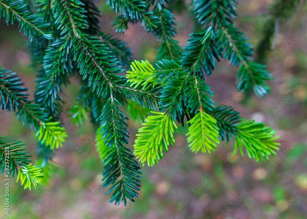 New green needles on coniferous branches New green needles on coniferous branches