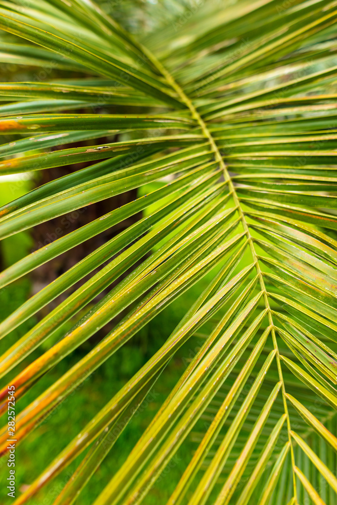 Branches of palm trees in nature in summer Branches of palm trees in nature in summer