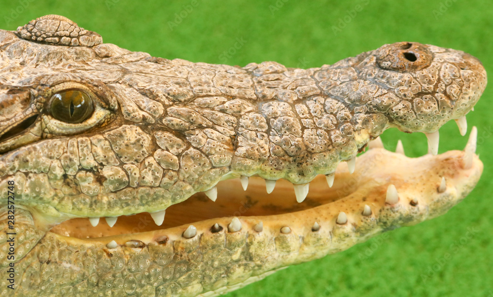 Fototapeta premium Portrait of a crocodile on a green background